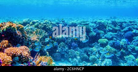 underwater panoramic view with tropical fish and coral reefs Stock Photo