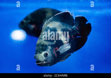 Big grey fishes, moving through water in aquarium Stock Photo