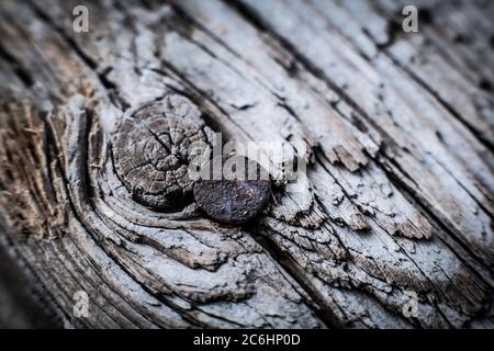 Macro picture of grunge old wooden plank with rusty nail in it, closeup Stock Photo