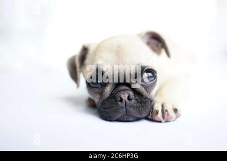 Cute fawn colored pug puppy laying on white floor looking sidewards. Stock Photo