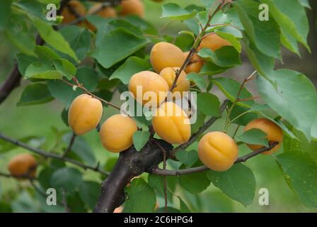 Aprikosen Prunus armeniaca Goldrich, Apricot Prunus armeniaca Gold Rich Stock Photo