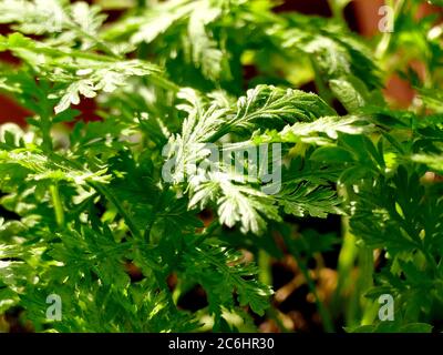 Artemisia annua (Sweet Wormwood) with green leaves and small yellow  flowerheads on stems Stock Photo - Alamy