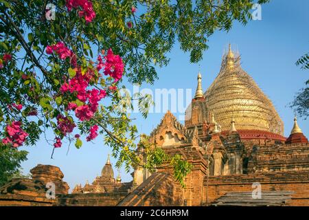 Brightly colored flowers at a pagoda in Old Bagan, Myanmar Stock Photo