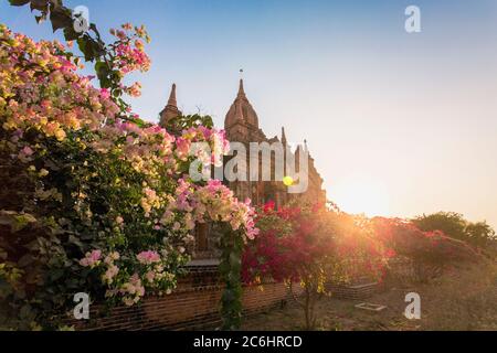 Brightly colored flowers at a temple in Old Bagan, Myanmar Stock Photo