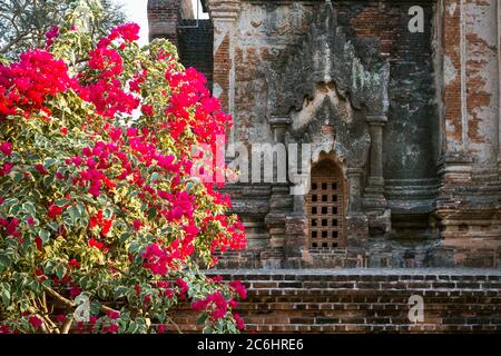 Brightly colored flowers at a temple in Old Bagan, Myanmar Stock Photo