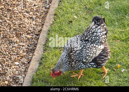 Wyandotte Hen seen in a large back yard. Part of a larger flock of Chickens which are kept for there free range eggs. The birds are allowed to roam. Stock Photo