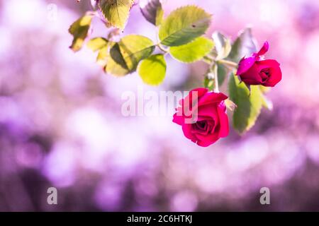 branches of a climbing rose with leaves on a pink blurred background with bokeh Stock Photo