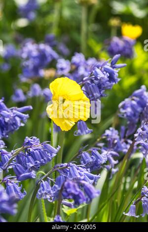 flower image. One yellow  Poppy among bluebells.   Brilliant colours. Conceptual.  Yellow, green and blue shades, poppy flower head arrangement. Stock Photo