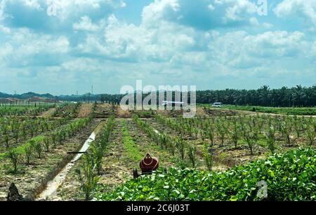 Plantation with young oil palms (Elaeis guineensis) on cleared rainforest areas, Sabah, Borneo, Malaysia Stock Photo