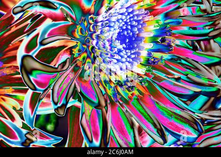 Digitally manipulated macro flower image. Brilliant colours. Conceptual.  Green, yellw, shades, chrysanthemum flower heads arrangement.