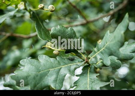 Oak branch with green leaves and acorns on a cloudy day. Stock Photo