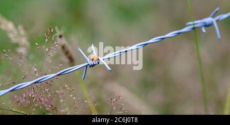 Ladybug sitting on barbed wire Stock Photo