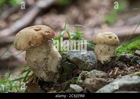 Edible mushroom Boletus reticulatus in the beech forest. Known as Summer cep or Summer Bolete. Two wild bolete mushrooms growing on forest path. Stock Photo