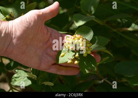 hand of the female holds branch of viburnum lantana with unripe berries in early summer Stock Photo