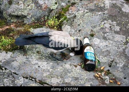 Young Hooded Crow, Corvus cornix, pecking a beer bottle in a place where somebody has been drinking and smoking. Learning unhealthy habits concept. Stock Photo