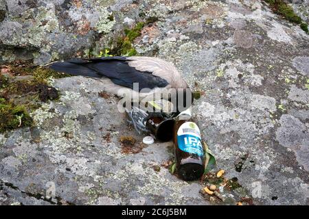 Young Hooded Crow, Corvus cornix, pecking a beer bottle in a place where somebody has been drinking and smoking. Learning bad habits concept. Stock Photo