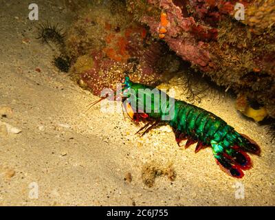 Peacock mantis shrimp, Odontodactylus scyllarus, harlequin, painted, clown, or rainbow mantis shrimp at a Puerto Galera coral reef in the Philippines Stock Photo