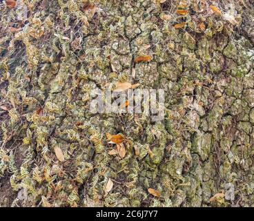 deeply textured bark of ages oak tree with spanish moss Stock Photo
