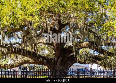huge historic old oak tree with Spanish moss hanging on it Stock Photo