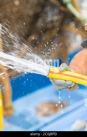 Close up of a male hand wearing a work glove holding a rubber hose shooting a water stream on an out of focus background. Work concept. Stock Photo