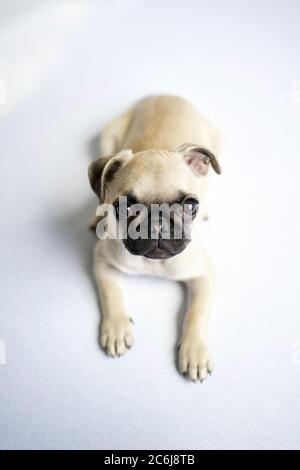 Top shot of cute fawn colored pug puppy dog laying on white floor looking upwards to camera. Stock Photo