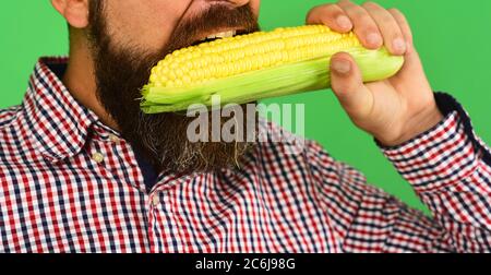 Man with beard holds corn cobs isolated on green background, close up. Farmer bites yellow corn in mouth. Guy shows his harvest. Agriculture and fall crops concept Stock Photo