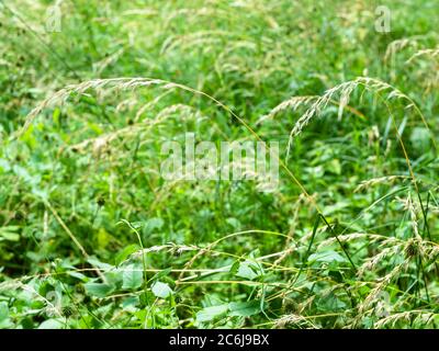 festuca plant and blurred green grasses at meadow on background on summer day (focus on spikelet on foreground) Stock Photo