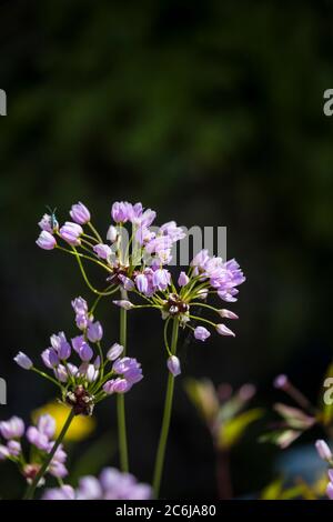 Allium roseum Rosy garlic. Stock Photo