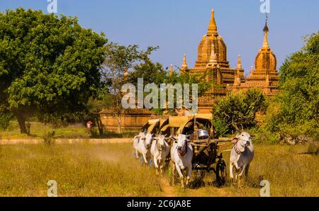 Bagan/Myanmar - January 19,2019: ox drawn carts carry pilgrims home from the annual Ananda Pagoda festival Stock Photo