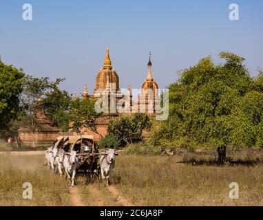 Bagan/Myanmar - January 19,2019: ox drawn carts carry pilgrims home from the annual Ananda Pagoda festival Stock Photo