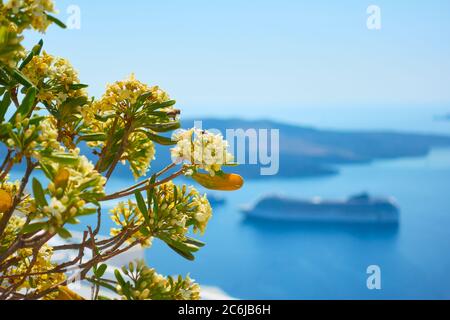 Landscape with the sea and flowers in the foreground, Santorini island, Greece. Greek scenery Stock Photo