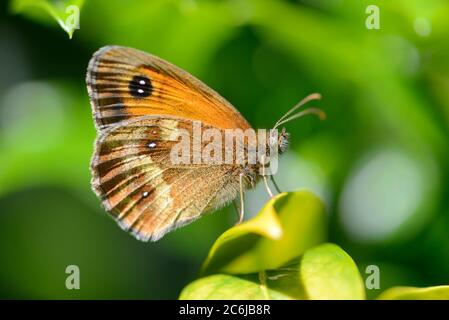 Gatekeeper butterfly (Pyronia tithonus) male, underwing.  July - Kent, UK. Stock Photo