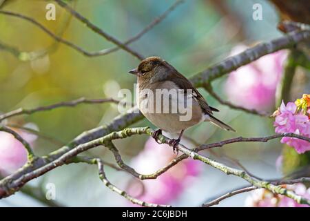 Female common chaffinch (Fringilla coelebs) sitting on the twig of a tree Stock Photo