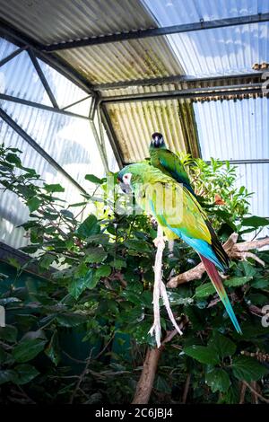 Brightly colored green macaws perching on a branch, Cape Town, South Africa Stock Photo