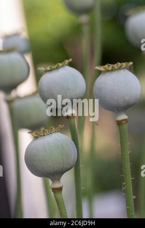 Dried poppy seed heads (Papaver spp) Stock Photo