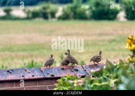 Group of young red-legged partridge, Alectoris rufa, gathered on a wall in Norfolk. Stock Photo
