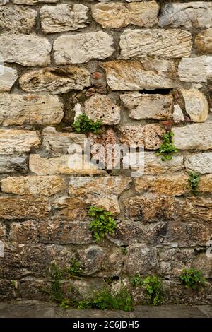 Vintage antique brickwork of limestone blocks. Grunge background. Ancient wall overgrown with green plants in the gaps between bricks Stock Photo