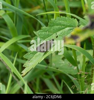 A Ringlet butterfly (UK) on a nettle leaf. Stock Photo