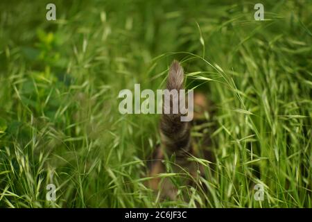 tail of an ash cat in the green grass. Stock Photo
