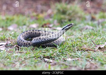 A young adder basking in the winter sun to warmup on a footpath across the lowland heath of Woodbury Common in Devon, England. Stock Photo