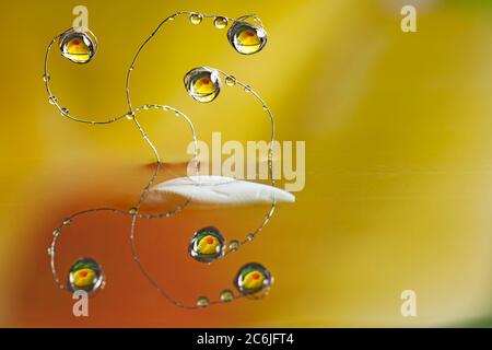 Water drops hang on bent thin metal wires sticking out of the water above the surface against yellow background. Stock Photo