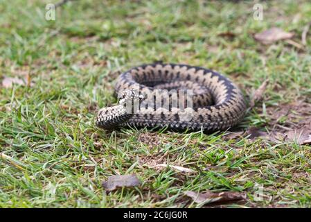 A young adder basking in the winter sun to warmup on a footpath across the lowland heath of Woodbury Common in Devon, England. Stock Photo