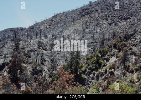 After a wildfire in the Arizona desert, the land, trees, and cacti all got burned. Stock Photo