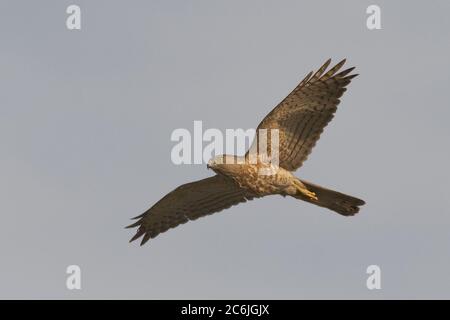 Shikra (Accipiter badius) in flight at Ahmedabad, Gujarat, India Stock Photo