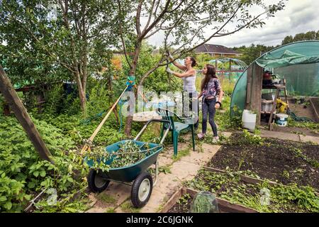 Mother and daughter, Anrea Hodgson-Holt and Emilia Hodgson-Holt, on plot 4 of Eglinton Growers, pruning a fruit tree, Kilwinning, Ayrshire, Scotland, Stock Photo