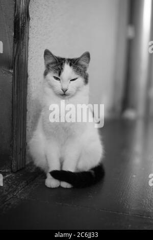 White spotted kitty sitting on the floor indoors. BW photo. Stock Photo