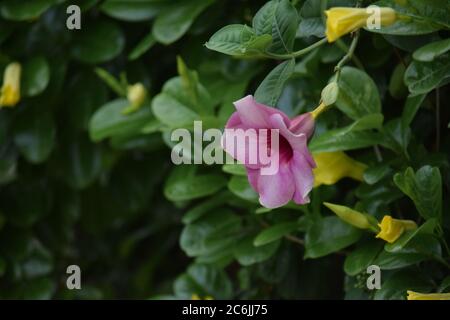 beautiful pink color flower at outdoor, blurred background, green Stock Photo