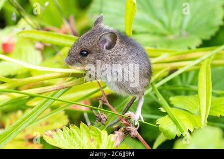 Wood mouse - apodemus sylvaticus - climbing up plants and flowers in Scotland, UK garden Stock Photo