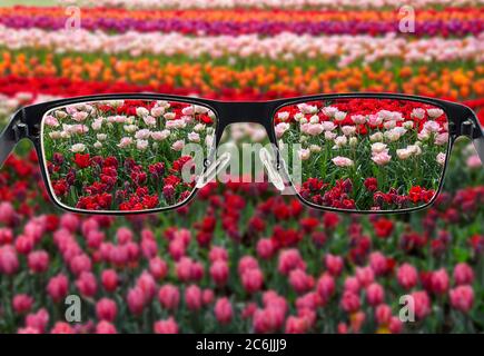 Focused tulips field when looking through glasses frame. Black metal glasses looking through colorful flower field. Glasses for people with visual imp Stock Photo