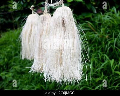 Odapoovu or bamboo flower, made of beaten bamboo,a  special offering at Kottiyoor temple. Kottiyoor Temple is a prominent Shiva temple in Kannur Disri Stock Photo